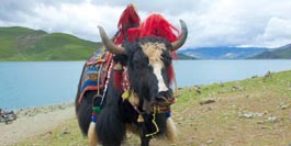Yak – Tibet Reise