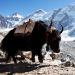 Galerie Tibet Reisen und Tibet Studienreisen