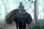 Eine Erkundung des Chitwan-Nationalparks auf dem Rücken eines Elefanten