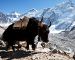Yaks sind in Tibet heimisch
